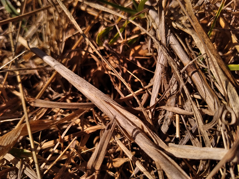 Photograph of Circular Grass Field